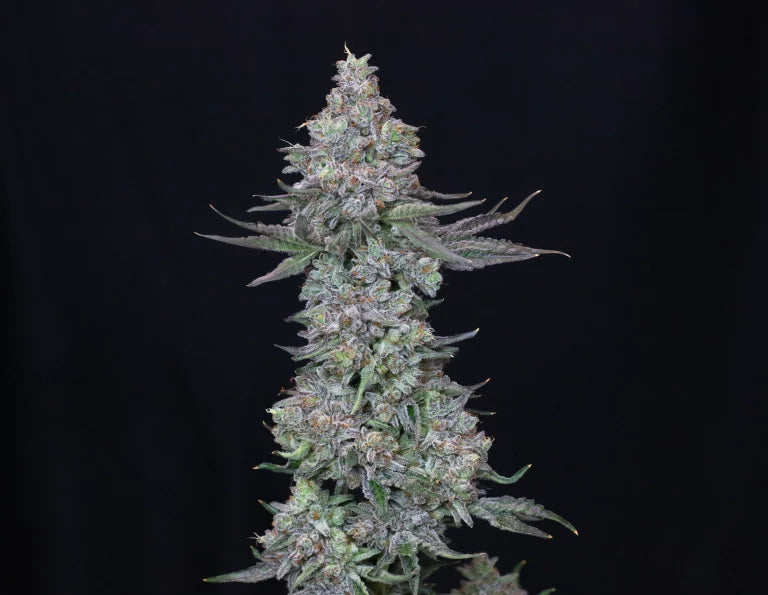 Slipstream Feminized 5Seeds