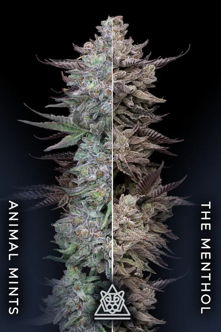 Animorph Mints Feminized 5Seeds