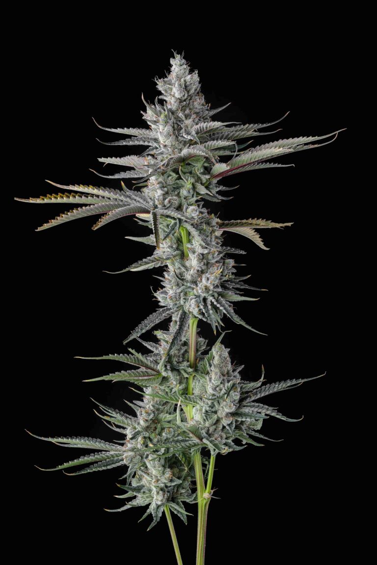 Guwop Green Feminized 7Seeds