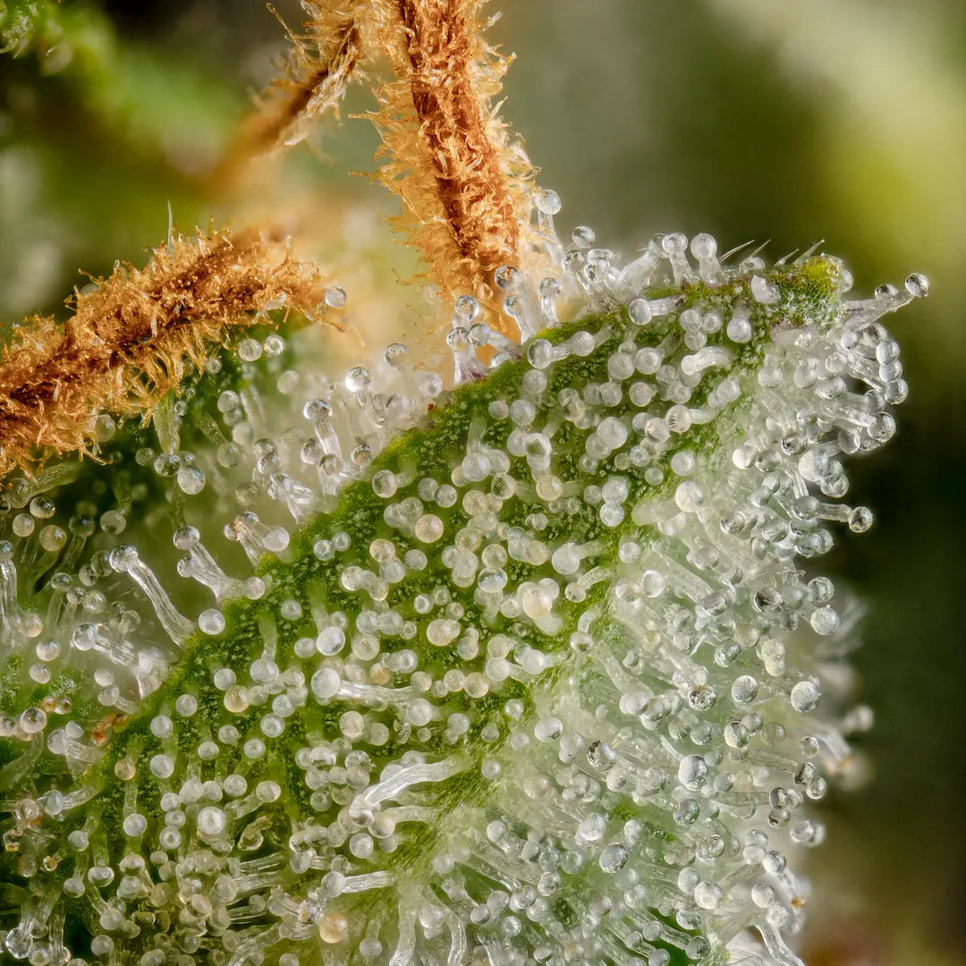 Highway 66 Feminized 3Seeds