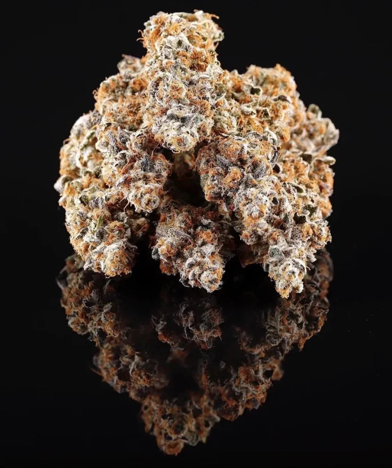 La Bomba Feminized 5Seeds