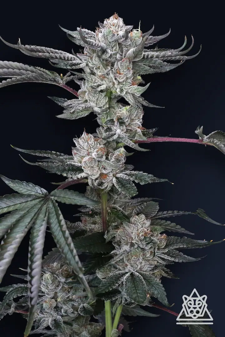 Luxar-Dos Feminized 5Seeds