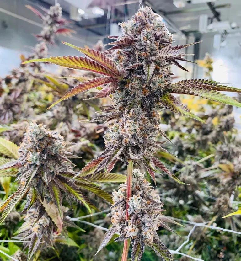 Marshmallow OG Feminized 5Seeds