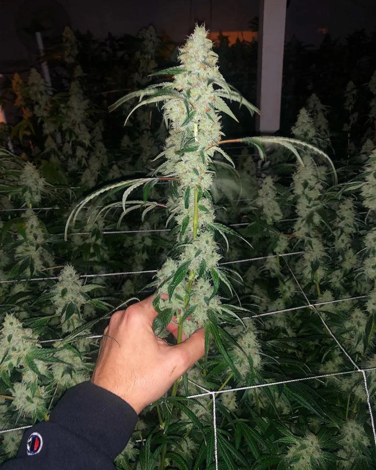 Marshmallow OG Feminized 5Seeds