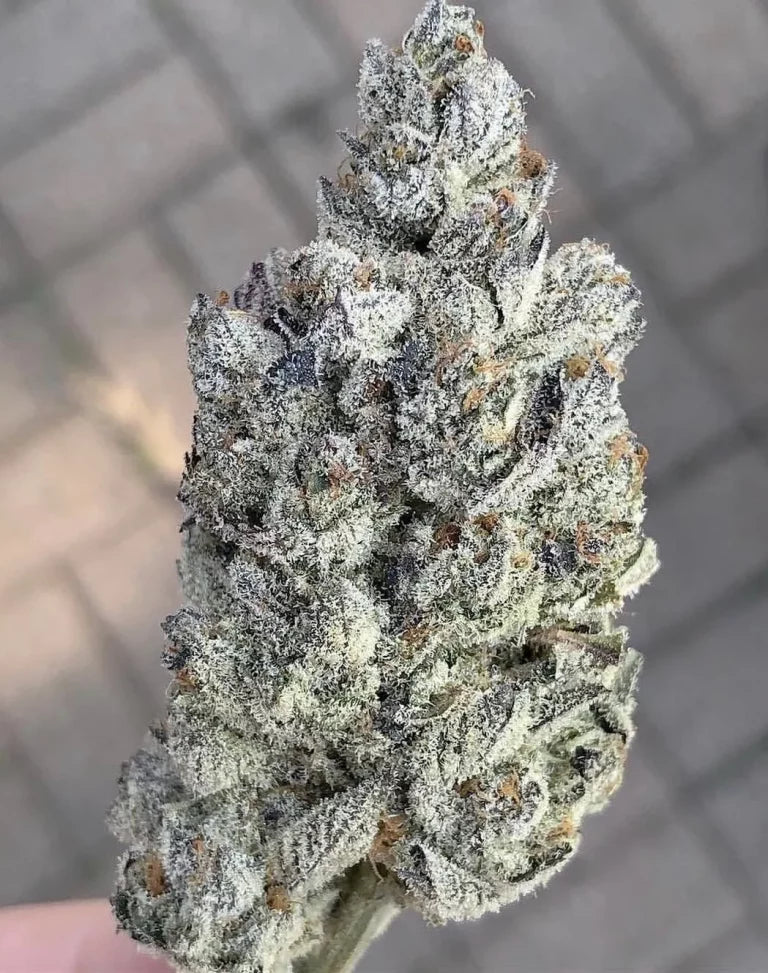 Marshmallow OG Feminized 5Seeds