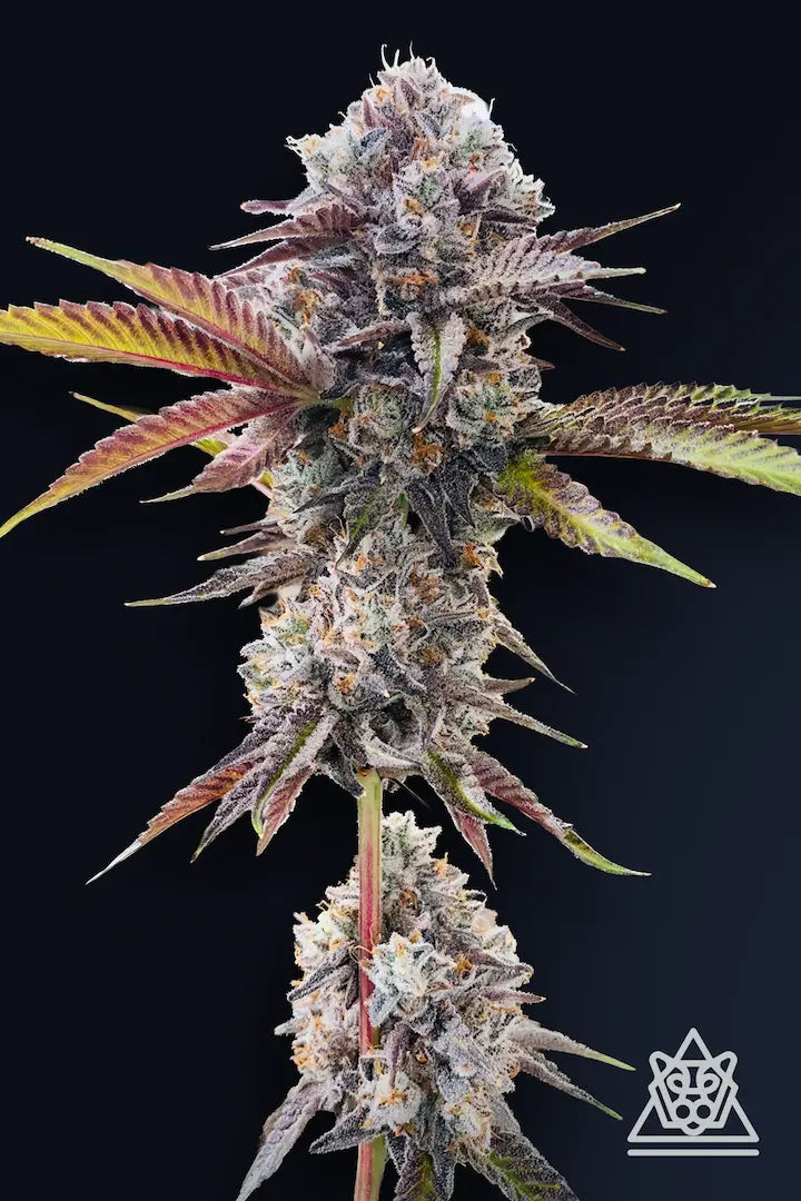 Marshmallow OG Feminized 5Seeds