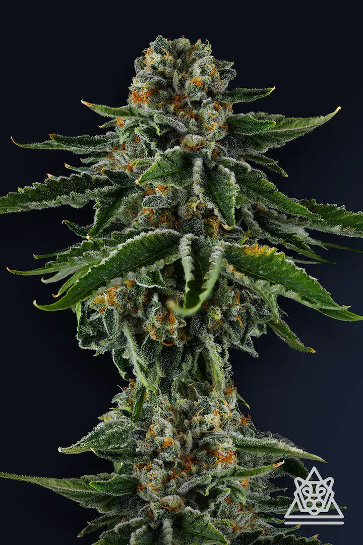 Mr. Jones Feminized 5 Seeds