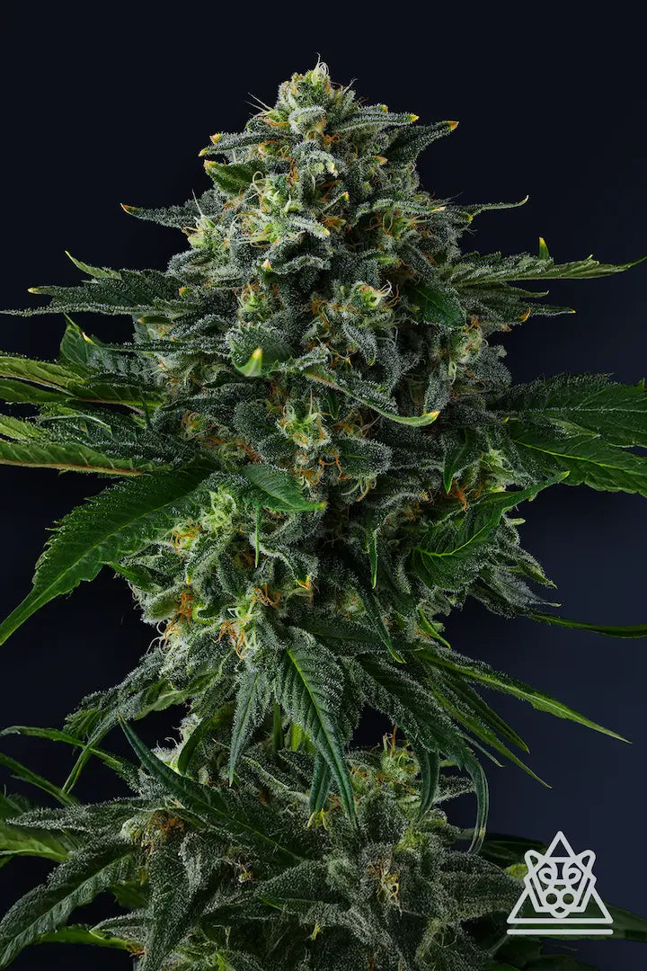 Philbo Baggins Feminized 7Seeds