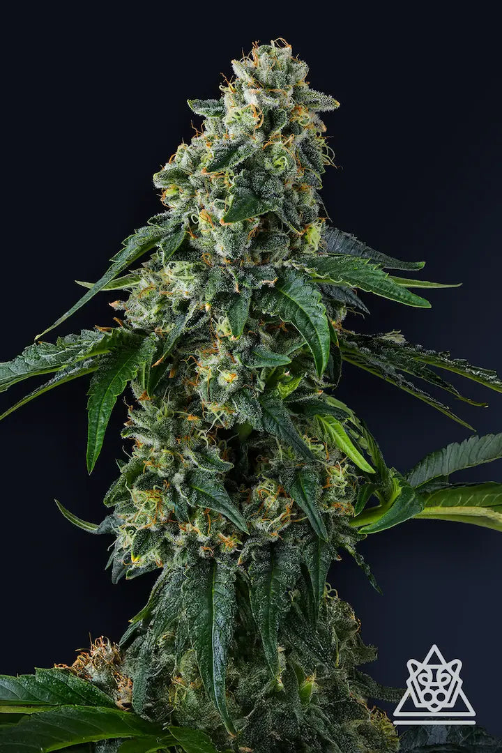 Presidential Pardon Feminized 7Seeds