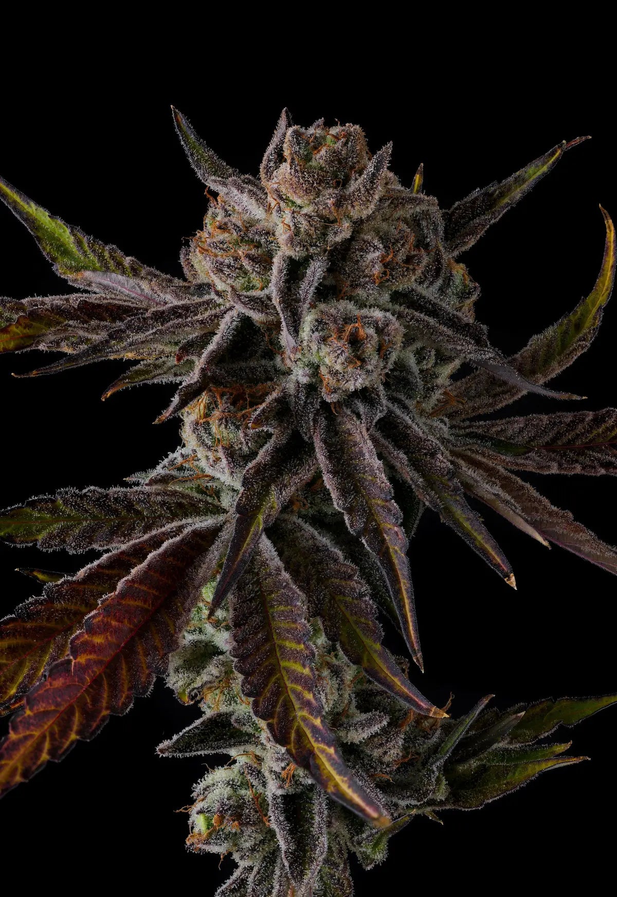Purpel Preserves Feminized 7Seeds