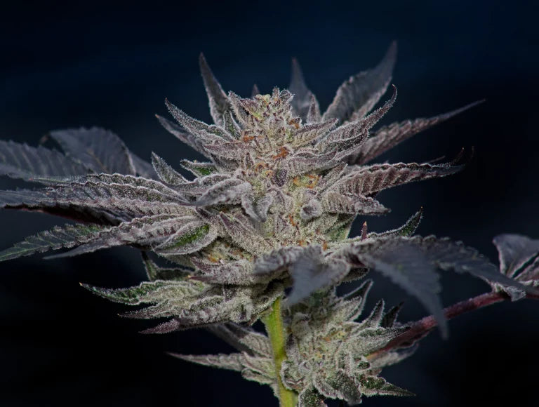 Slipstream Feminized 5Seeds