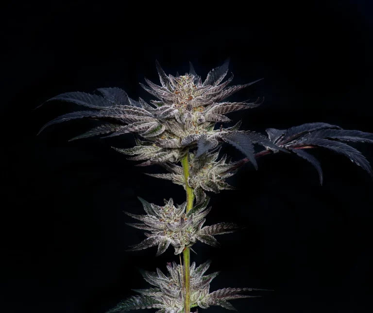 Slipstream Feminized 5Seeds