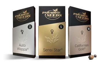 Paradise Seeds Feminized