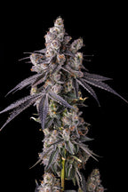 Pave Candy Collection , Moral Azul , 7 Seeds
