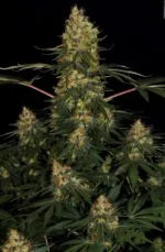 Californian Gold Feminized 3Seeds