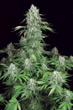 Dutch Dragon🏆Feminized 3Seeds