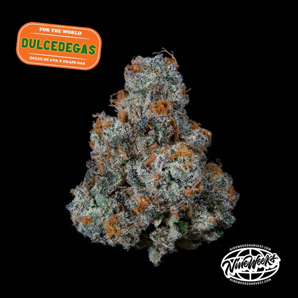 Dulce de Gas Feminized 3 Seeds