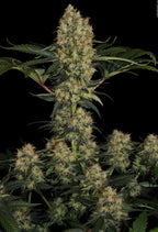 Mendocino Skunk Feminized 3Seeds