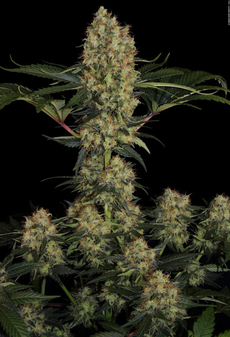 Mendocino Skunk Feminized 3Seeds