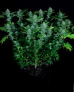 Nebula🏆Feminized 3Seeds