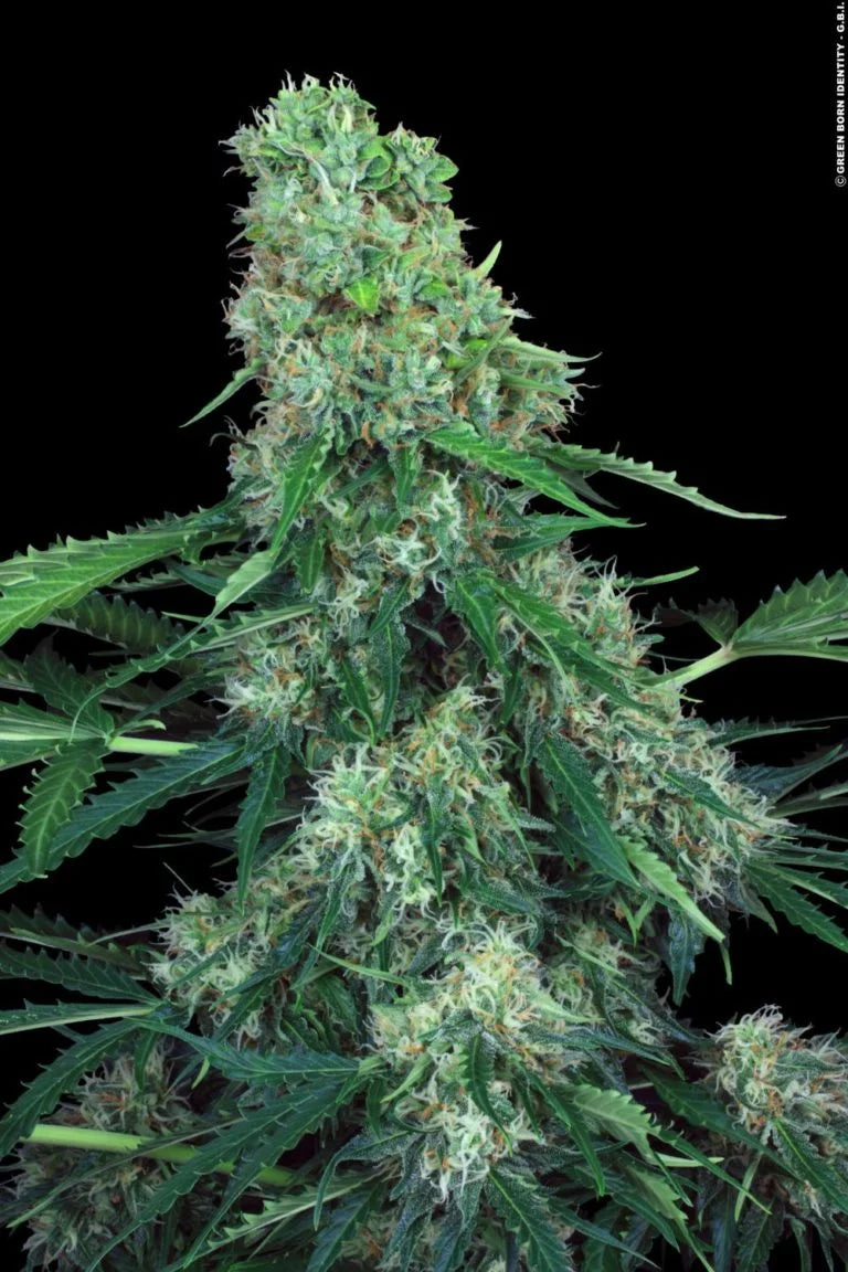 Pandora Auto🏆3Seeds