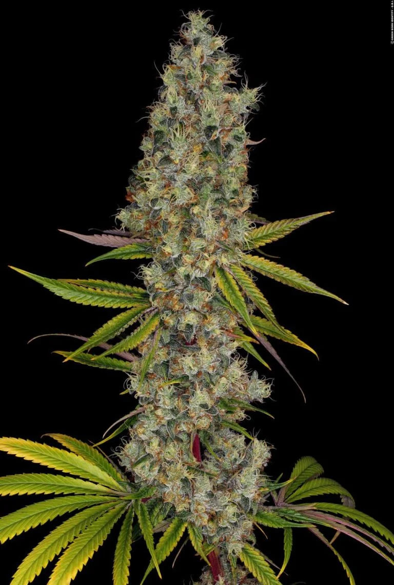 Rainbow Road Feminized 3Seeds
