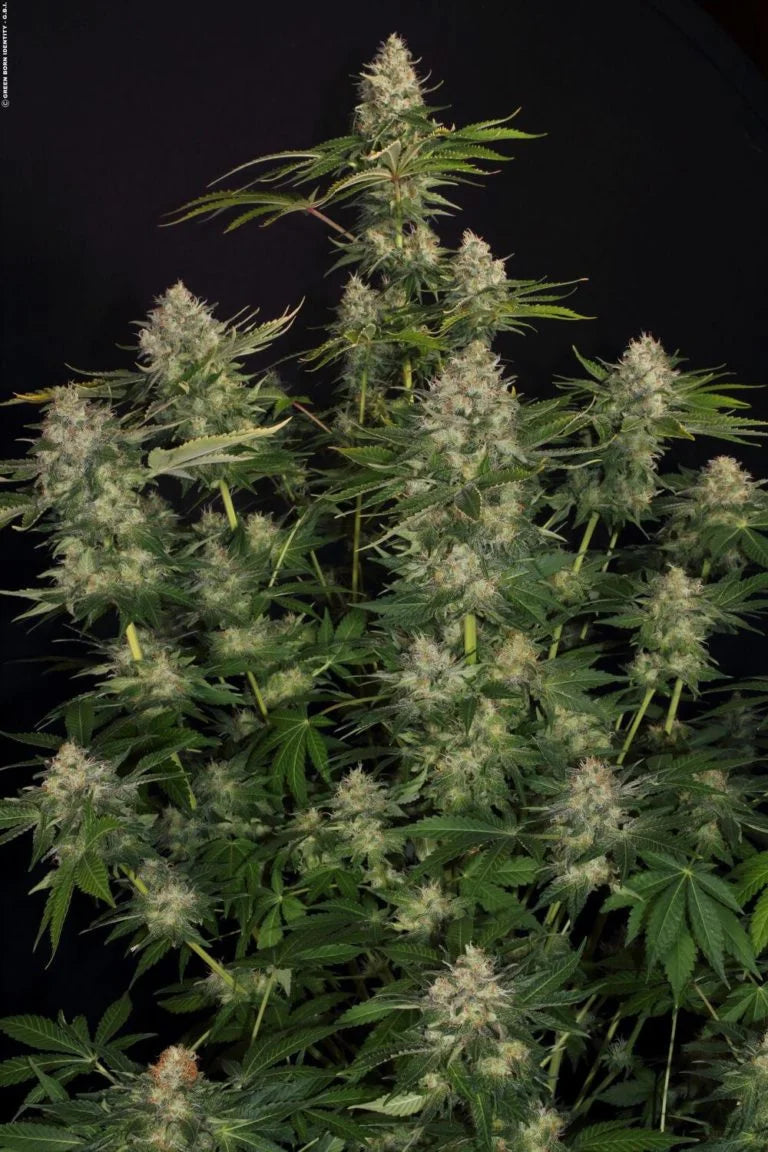Opium🏆Feminized 3Seeds