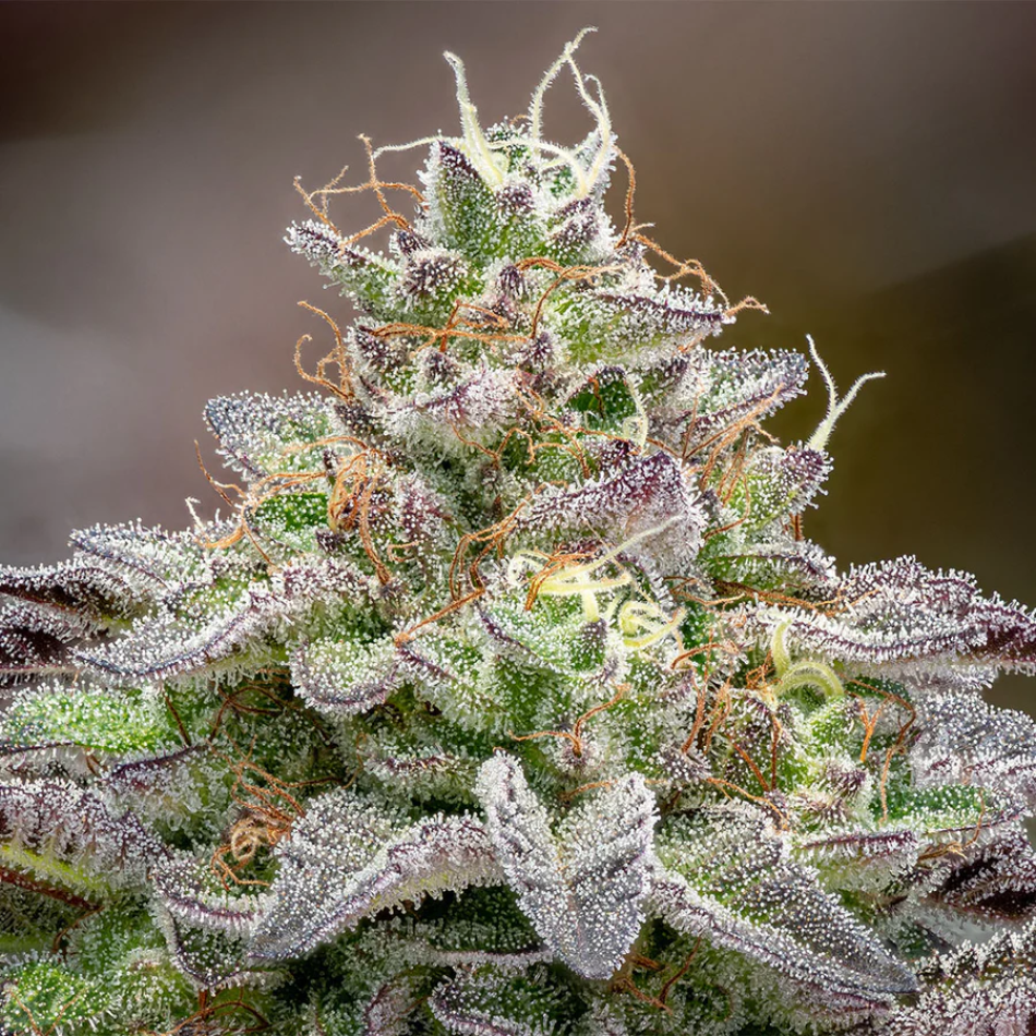 "MK Ultra" Autoflower 21-25% THC, 3er Packung