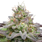 "MK Ultra" Autoflower 21-25% THC, 3er Packung