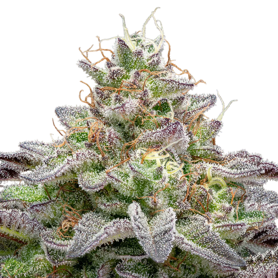 "MK Ultra" Autoflower 21-25% THC, 3er Packung