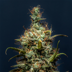 "Skittlez" Autoflower 21-25% THC, 3er Packung