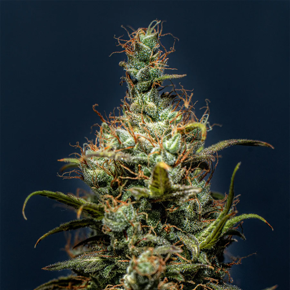 "Skittlez" Autoflower 21-25% THC, 3er Packung