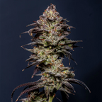 "Gelato Cake" 21-25% THC, 3er Packung