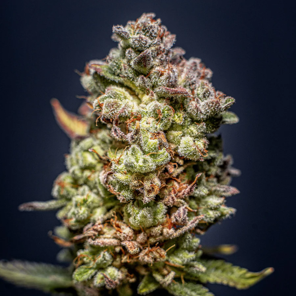 "Cookies" Autoflower 21-25% THC, 3er Packung