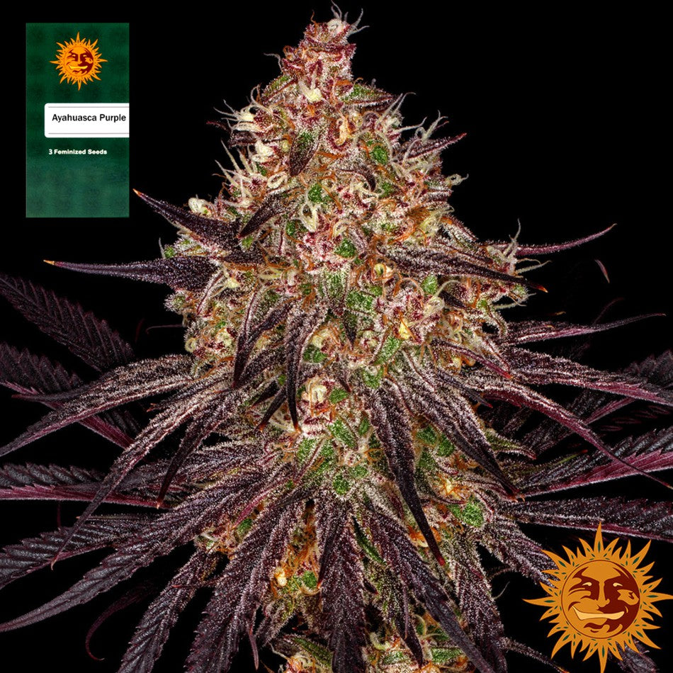 "Ayahuasca Purple" 3 Stück