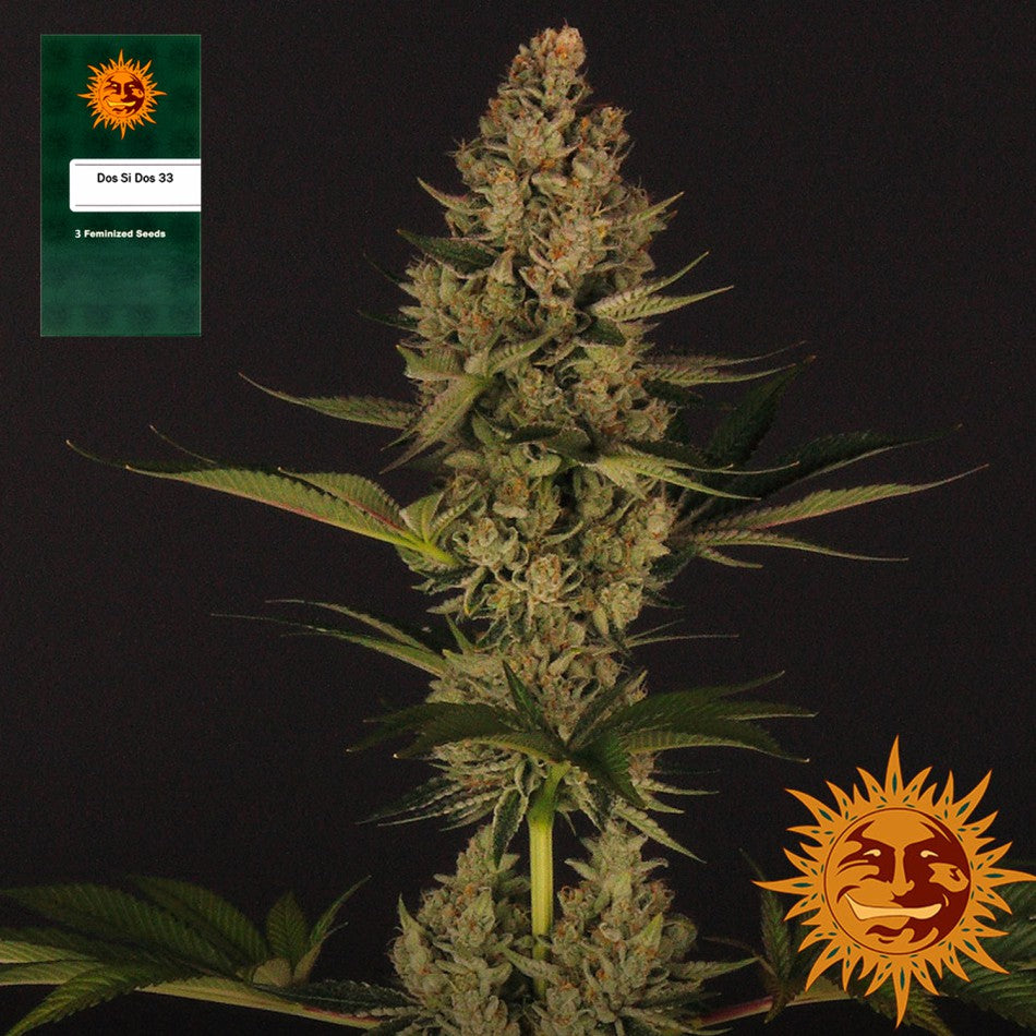 "Do Si Dos 33" 3 Stück