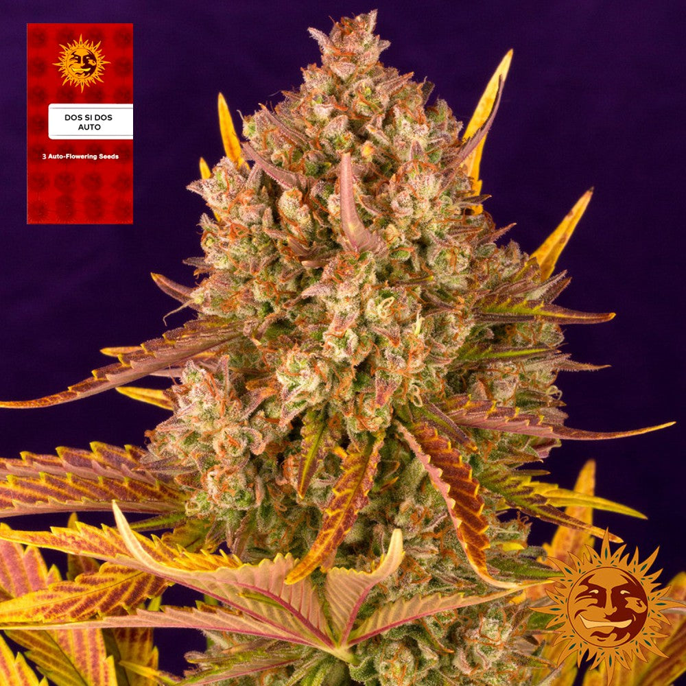 "Do Si Dos Auto" 3 Stück