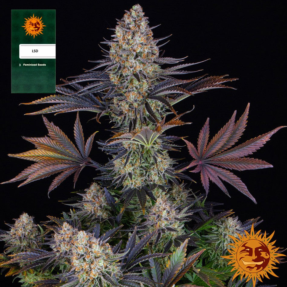 "LSD" 3 Stück