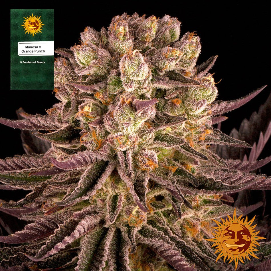 "Mimosa x Orange Punch" 3 Stück