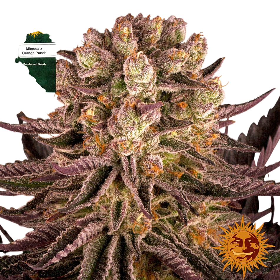 "Mimosa x Orange Punch" 3 Stück