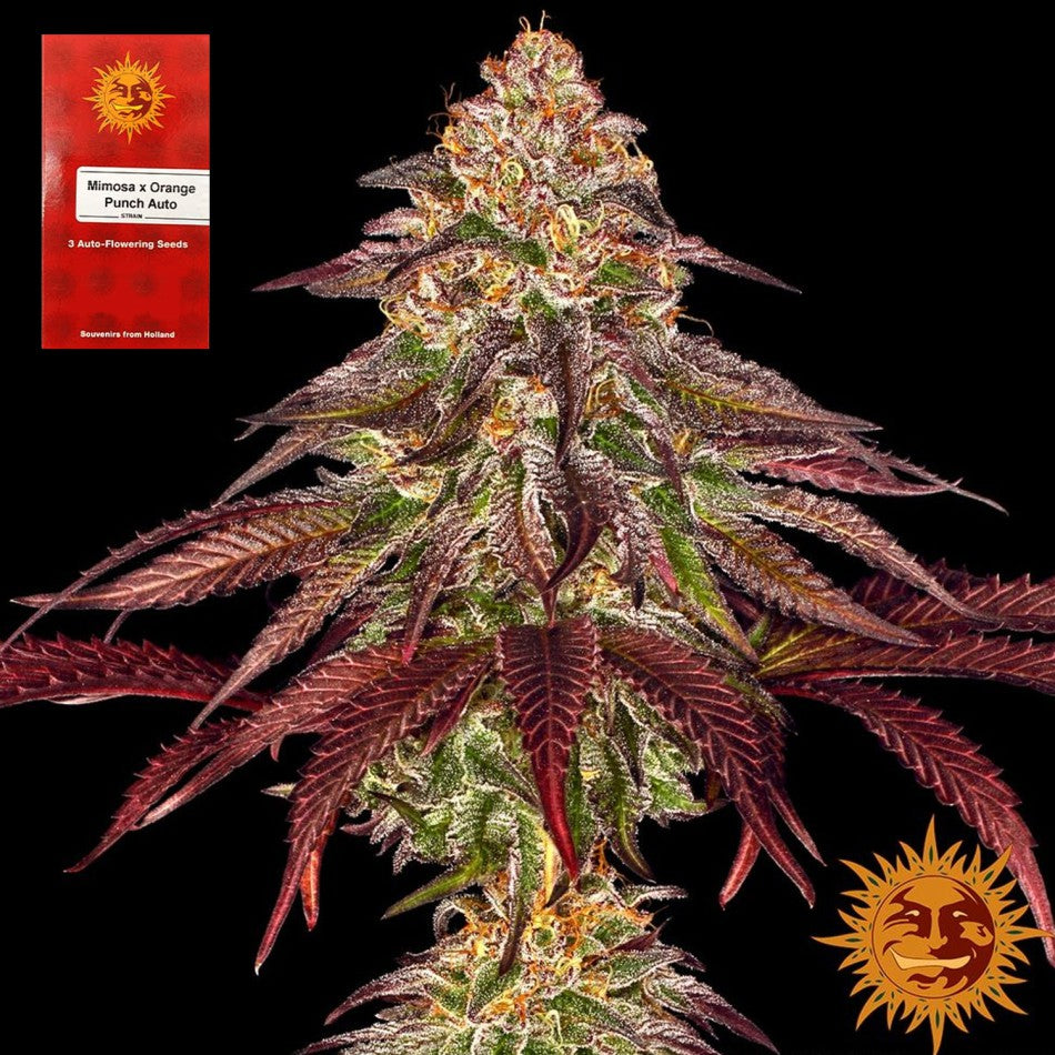 "Mimosa x Orange Punch Auto" 3 Stück