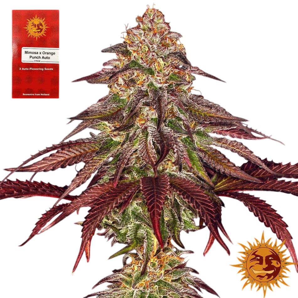 "Mimosa x Orange Punch Auto" 3 Stück