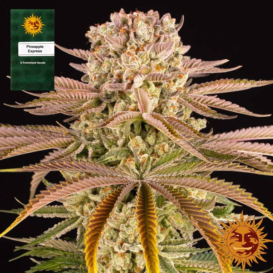 "Pineapple Express" 3 Stück