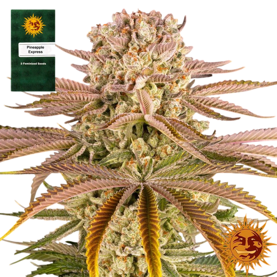 "Pineapple Express" 3 Stück
