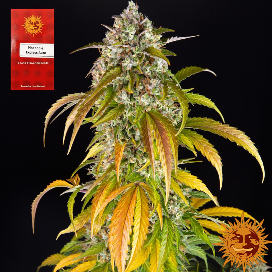 "Pineapple Express Auto" 3 Stück