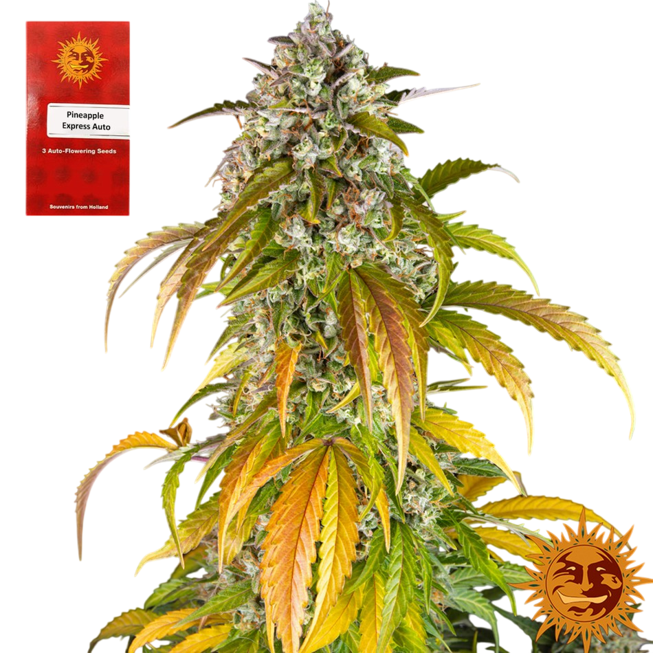 "Pineapple Express Auto" 3 Stück