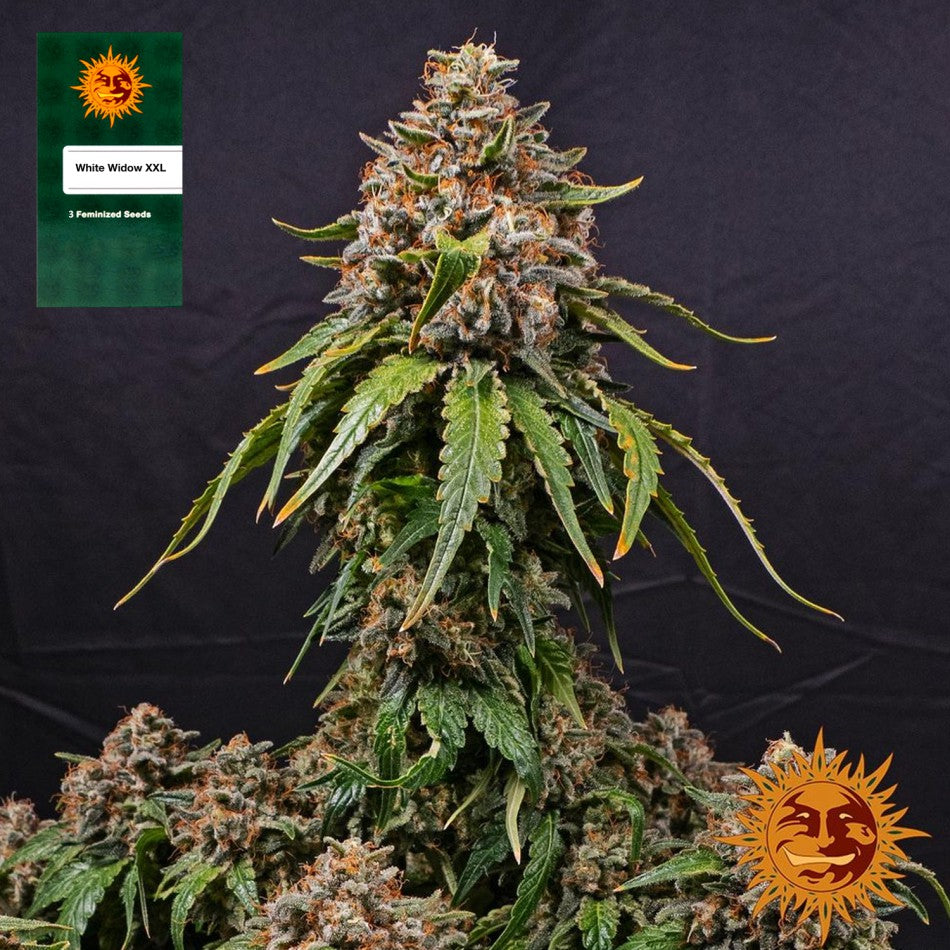 "White Widow XXL" 3 Stück