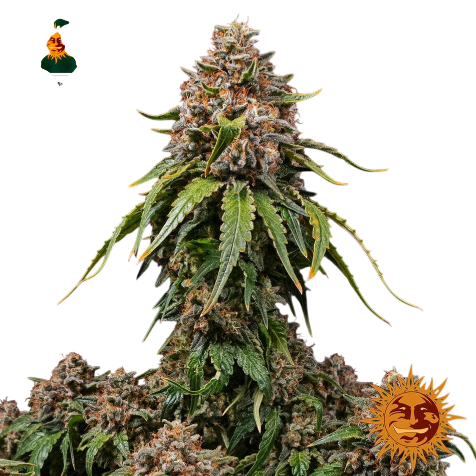 "White Widow XXL" 3 Stück