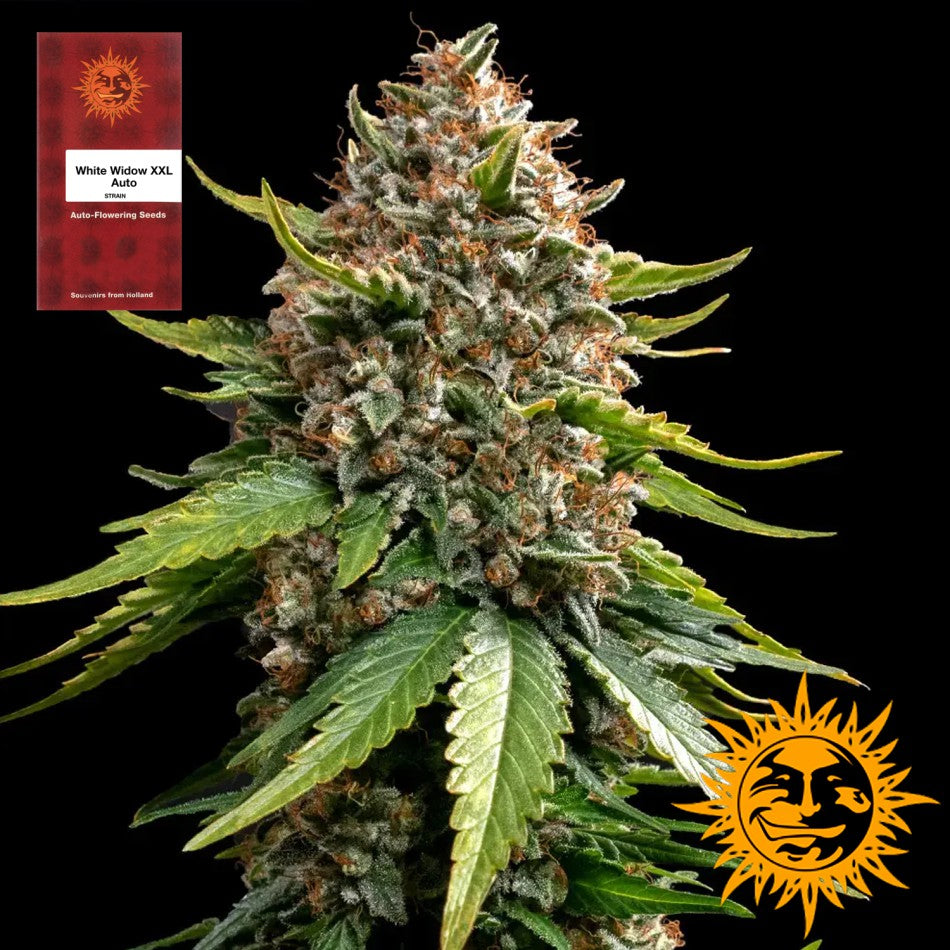 "White Widow XXL Auto" 3 Stück