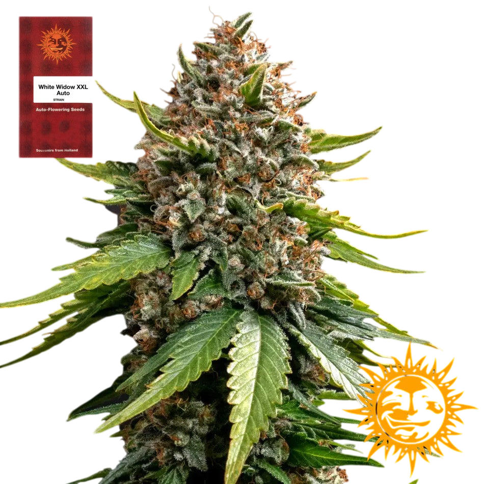 "White Widow XXL Auto" 3 Stück